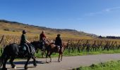 Trail Horseback riding Kaysersberg-Vignoble - 2019-10-26 CDTE67 Tournage Video Promotion TE - Photo 4