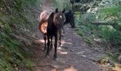 Randonnée Marche Sare - monté de la rhune et descente - Photo 7