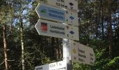 Trail On foot Schramberg - Schramberg - Rotwasser - Photo 10