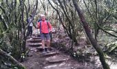 Trail Walking Calheta - Levada do Aletrim - Photo 6