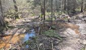 Trail Walking Waimes - Peak brune - Photo 6