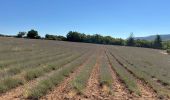 Trail Horseback riding Buoux - Provence 2025 J2 - Photo 17
