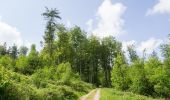 Tour Zu Fuß Detmold - Rundwanderweg [Hangstein] - Photo 10