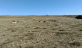 Excursión Senderismo Saint-Chély-d'Aubrac - Rando en boucle entre Aubrac et Nasbinals - Photo 1