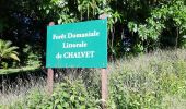 Randonnée Marche Basse-Pointe - Boucle Tapis vert - Anse Chalvet (SLNA) - Photo 11