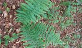 Trail Walking Saint-Chély-d'Aubrac - AVEYRON . AUBRAC . TOUR DES MONTS D AUBRAC N - Photo 5