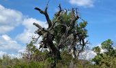 Trail Walking Le Cannet-des-Maures - z le lac des escarcets 08-06-21 - Photo 6