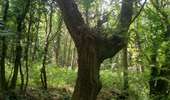 Randonnée Marche Saint-Arnoult-en-Yvelines - STAEY 2 - Photo 2