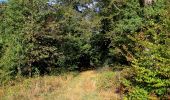 Randonnée Marche Haramont - en forêt de Retz_84_la Laie du Petit Bois d'Haramont - Photo 14