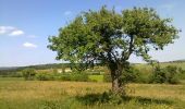 Tour Zu Fuß Großwaschon - PL (Nagyvázsony - Csepelyi templomrom) - Photo 5