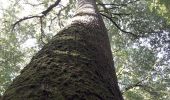 Tour Wandern Belforêt-en-Perche - le chêne de l'école - Photo 2