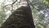 Trail Walking Belforêt-en-Perche - le chêne de l'école - Photo 2