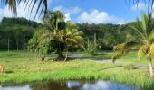 Tocht Stappen Sainte-Anne - La boucle  - Photo 1