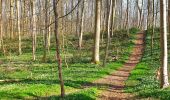 Trail Walking Manage - Balade dans le Bois de Scailmont - Manage - Photo 4