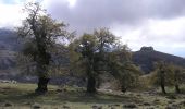 Trail On foot Ronda - QUEJIGALES-TORRECILLA - Photo 3