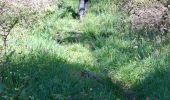Trail Walking Chambon-sur-Lac - BOUCLE AUTOUR DE LA COUZE DE SURAINS - Photo 3
