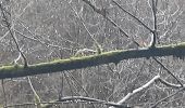 Trail Walking Libin - laisse la lesse  - Photo 11