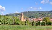 Trail Walking Arbois - Arbois Pupillin Arbois - Photo 5