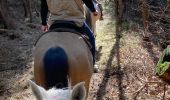 Trail Horseback riding Raon-l'Étape - Yogo Claude tivio kaline - Photo 17