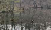 Percorso Marcia Watermael-Boitsfort - Watermaal-Bosvoorde - promenade matinale a boisfort - Photo 11