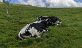 Tour Wandern Xonrupt-Longemer - retournemer hohnech schiesrothried blanchemer et lande  - Photo 9