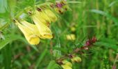 Trail Walking Waimes - Robert ville, Warche - Photo 16