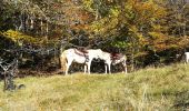 Trail Horseback riding Saint-Sauveur - saint sauveur gros chêne château turquestein - Photo 6