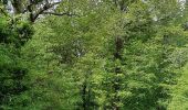 Randonnée Marche Houyet - Tour de Celles par le Bois du Mauvais Mont - Photo 3