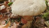 Randonnée Marche Herbeumont - Mon lit dans l'arbre - Castors - Photo 16