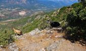Tour Wandern Cuttoli-Corticchiato - Mont Aragnascu - Photo 3