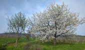 Tour Wandern Mittelweier - Mittelwihr - Beblenheim - Zellenberg - Hunawihr  - Riquewihr -  Nécropole de Sigolsheim - Photo 17