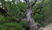 Trail Walking La Palud-sur-Verdon - Sentier Blanc Martel - Photo 16