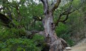 Trail Walking La Palud-sur-Verdon - Sentier Blanc Martel - Photo 16