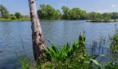 Tour Zu Fuß Malschwitz - Naturerlebnispfad „Guttauer Teiche & Olbasee