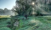 Tocht Te voet Sint-Truiden - Gelinden rode driehoek - Photo 5