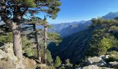 Tour Wandern Évisa - Corse 2023: Refuge de Puscaghia - Tuvarelli - Photo 14
