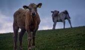 Percorso A piedi North Devon - Heddon Valley coast walk - Photo 3