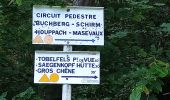 Trail Walking Sentheim - Randonnée Pentecôte 2024 - Photo 4