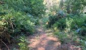 Tour Wandern Brain-sur-Allonnes -  Ballade forestiÃ¨re Ã  BRAIN SUR ALLONE  - Photo 2