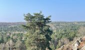 Trail Walking Fontainebleau - Boucle Barbizon vers le désert  - Photo 1