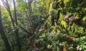 Tour Wandern Metzeral - Le belvédère du 1e Spitzkopf - Photo 15