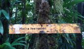 Excursión Senderismo Pointe-Noire - Morne Piment - Morne Jeanneton - Photo 5
