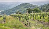 Tour Zu Fuß Unbekannt - Kahlenbergerdorfer Weinrundwanderweg - Photo 4