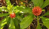 Tour Wandern Le Lorrain - Boucle Morne Jacob - Photo 15