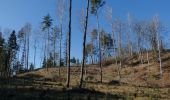 Tour Zu Fuß Sankt Veit an der Glan - St. Donat-Magdalensberg-Achter - Photo 1