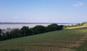 Trail Walking Bayon-sur-Gironde - Bayon ses vignes et la Gironde  - Photo 4