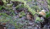 Trail Walking Ceyrat - GORGES DE CEYRAT EN BOUCLE PAR BERZET - Photo 8