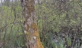 Trail Walking Waimes - petit tour en Brackvenn  - Photo 6
