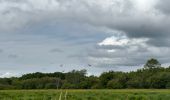 Tocht Noords wandelen Vendays-Montalivet - Marais de la Perge - Photo 15