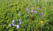 Tour Wandern Auzet - AUZET. COL DE LA PINEE . LE MARZENC . N . O L - Photo 8